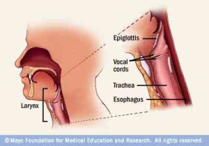 larynx